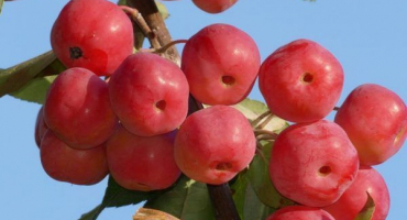 Berry jabloň - okrasná kultura